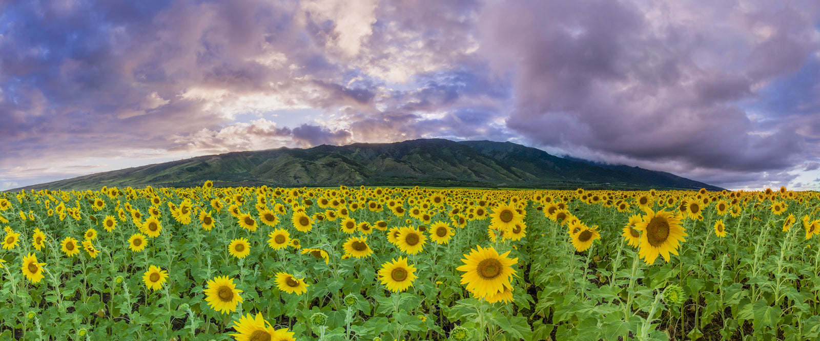 Not in Kansas Anymore