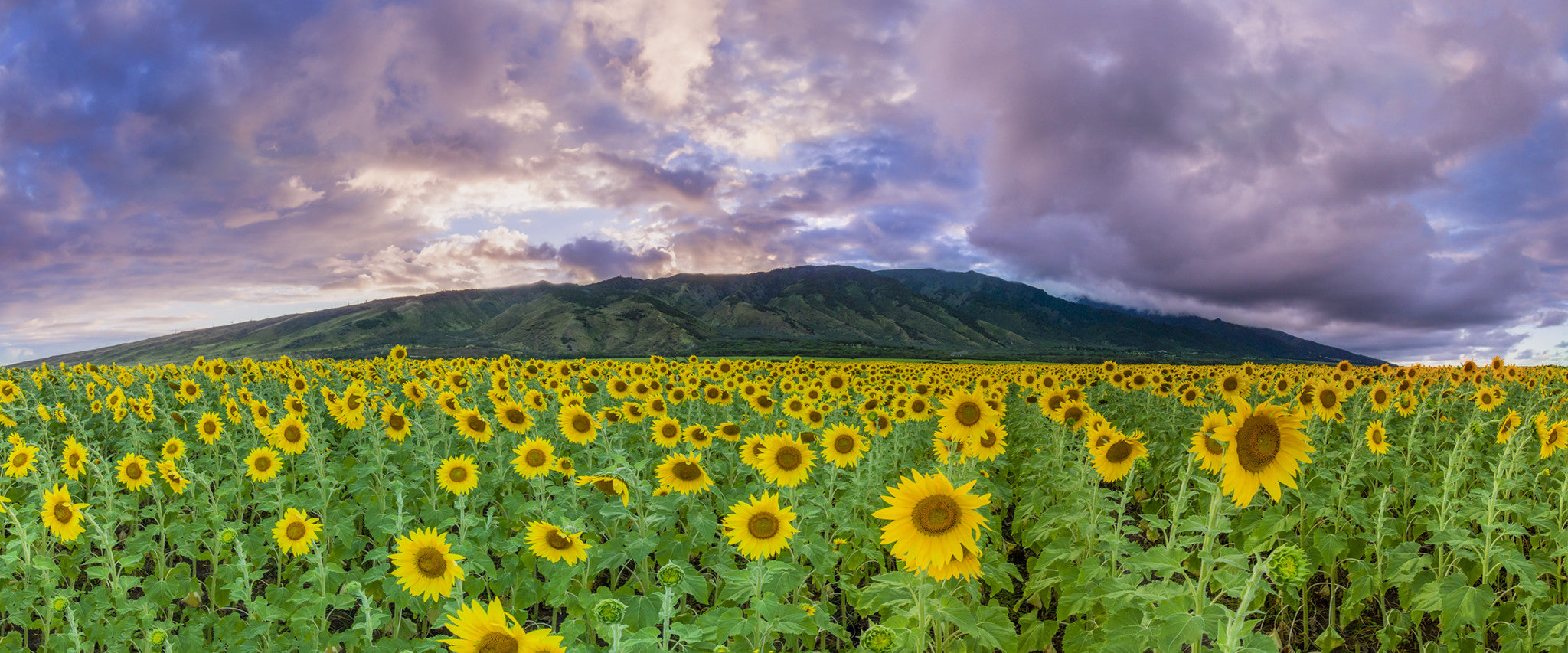 Not in Kansas Anymore Cesere Brothers