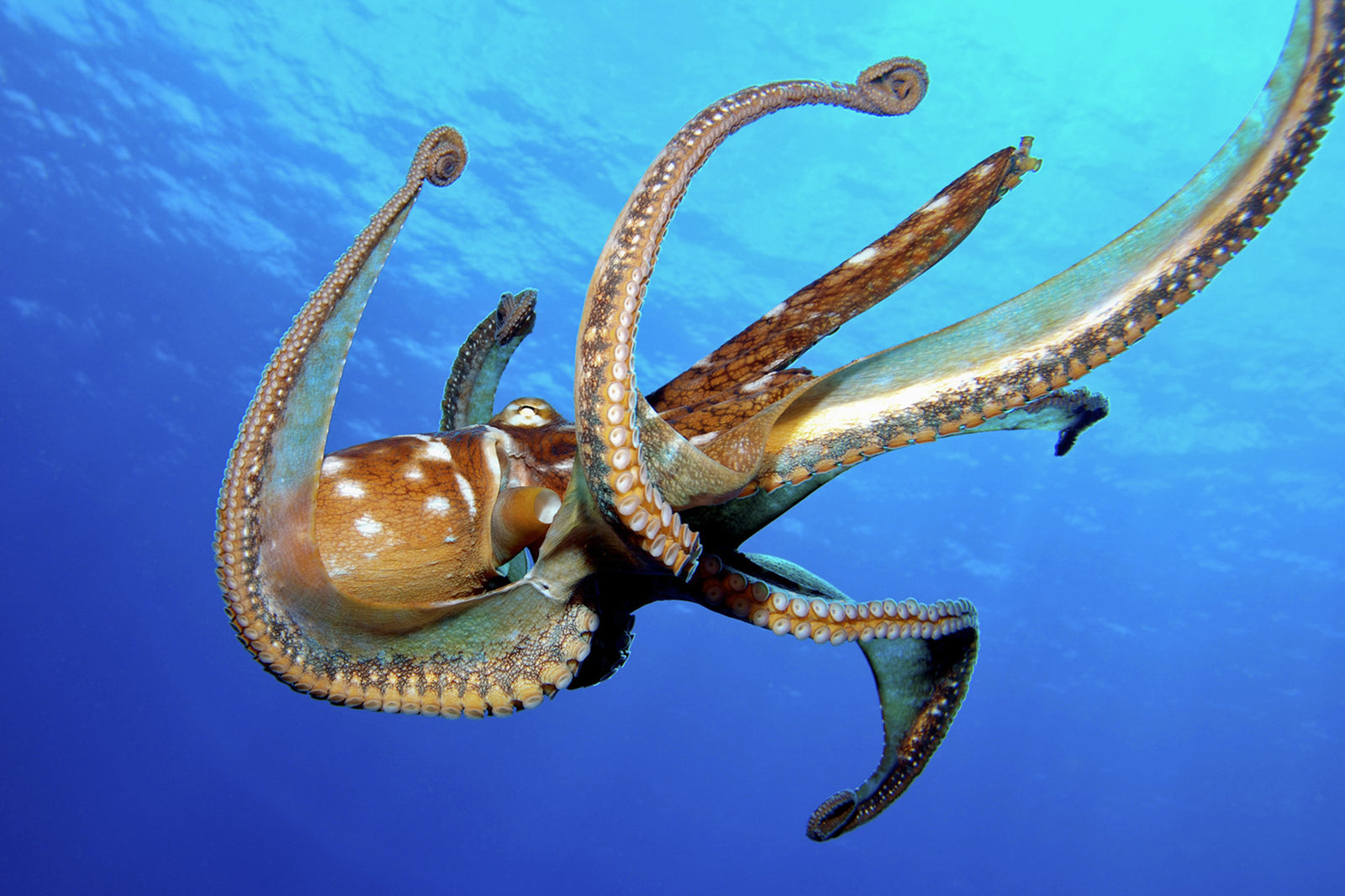 Now I've Seen Everything