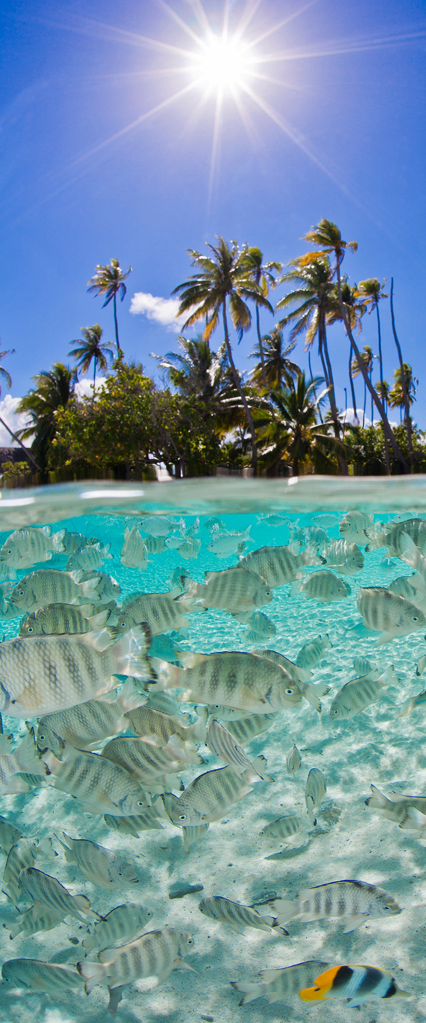 One of these Fish isn't like the Others