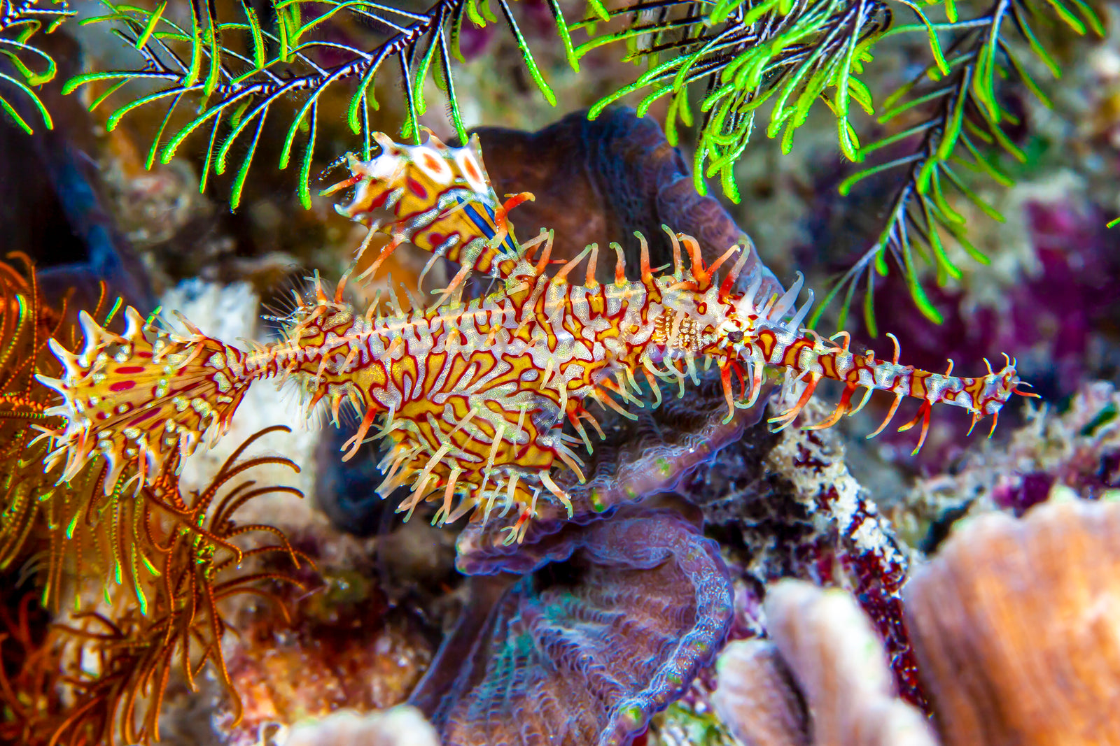 Ornate Ghostpipefish