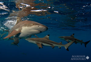 Palau 2022 - December 11th-18th