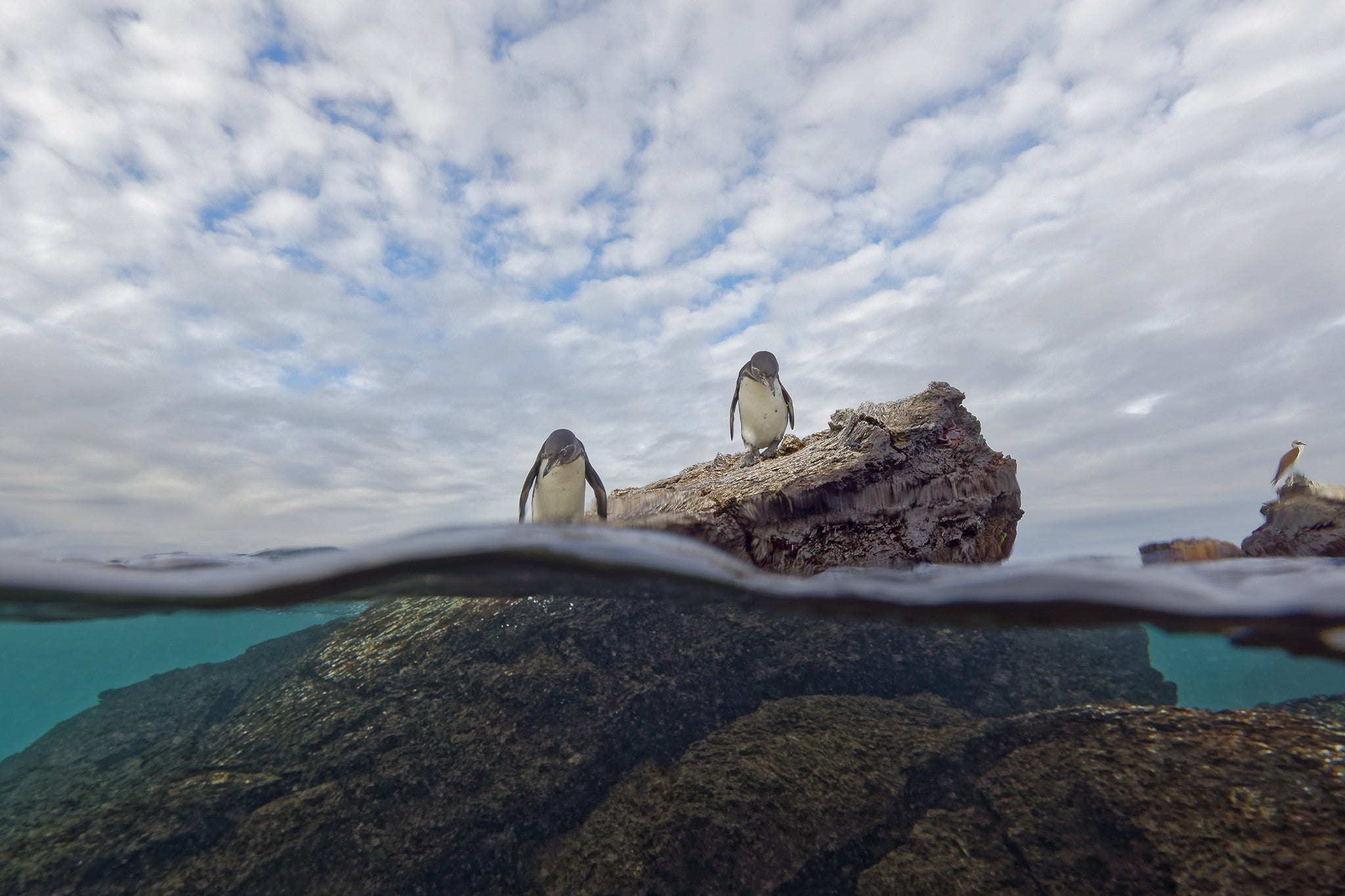Penguin Rock