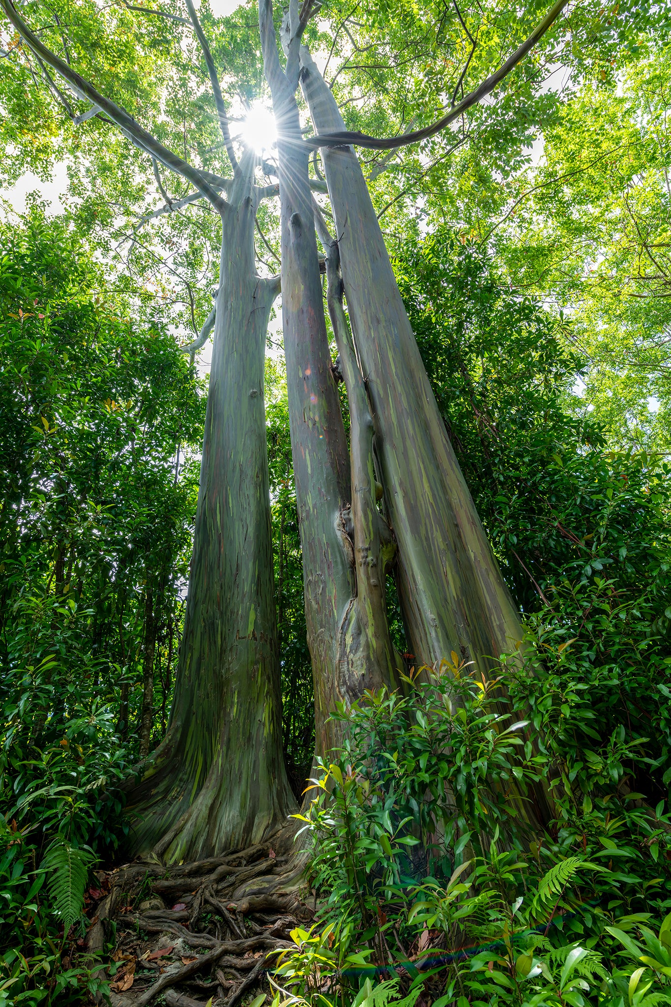 Rainbow Eucalyptus Trees