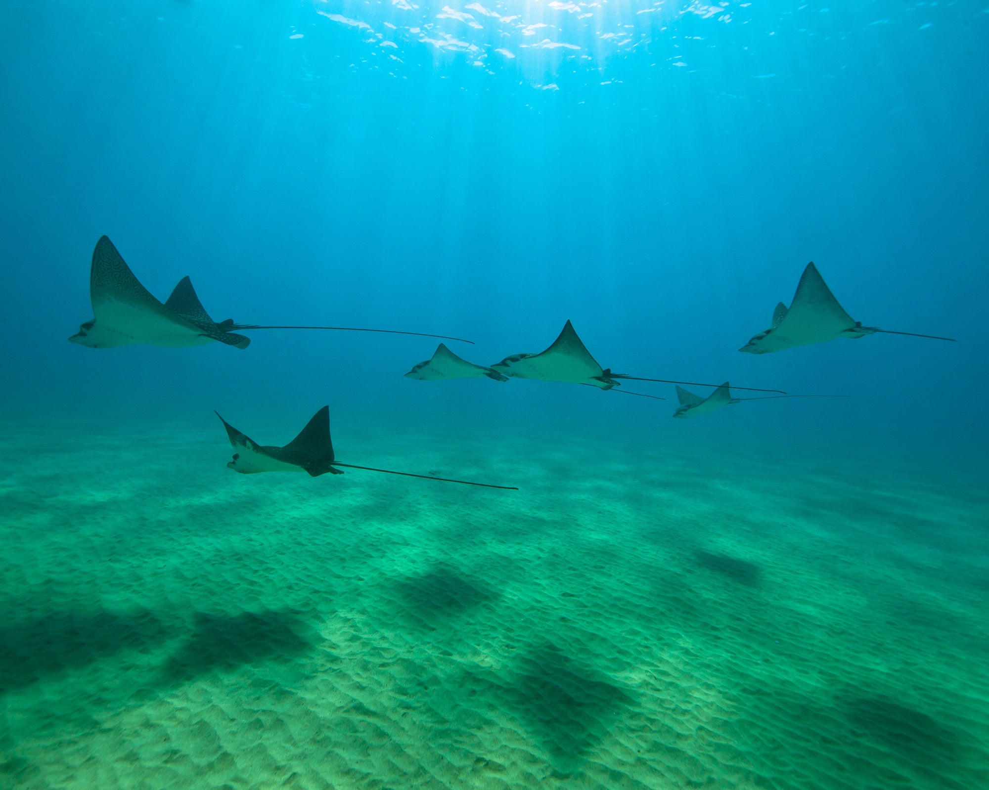 Rays with Rays