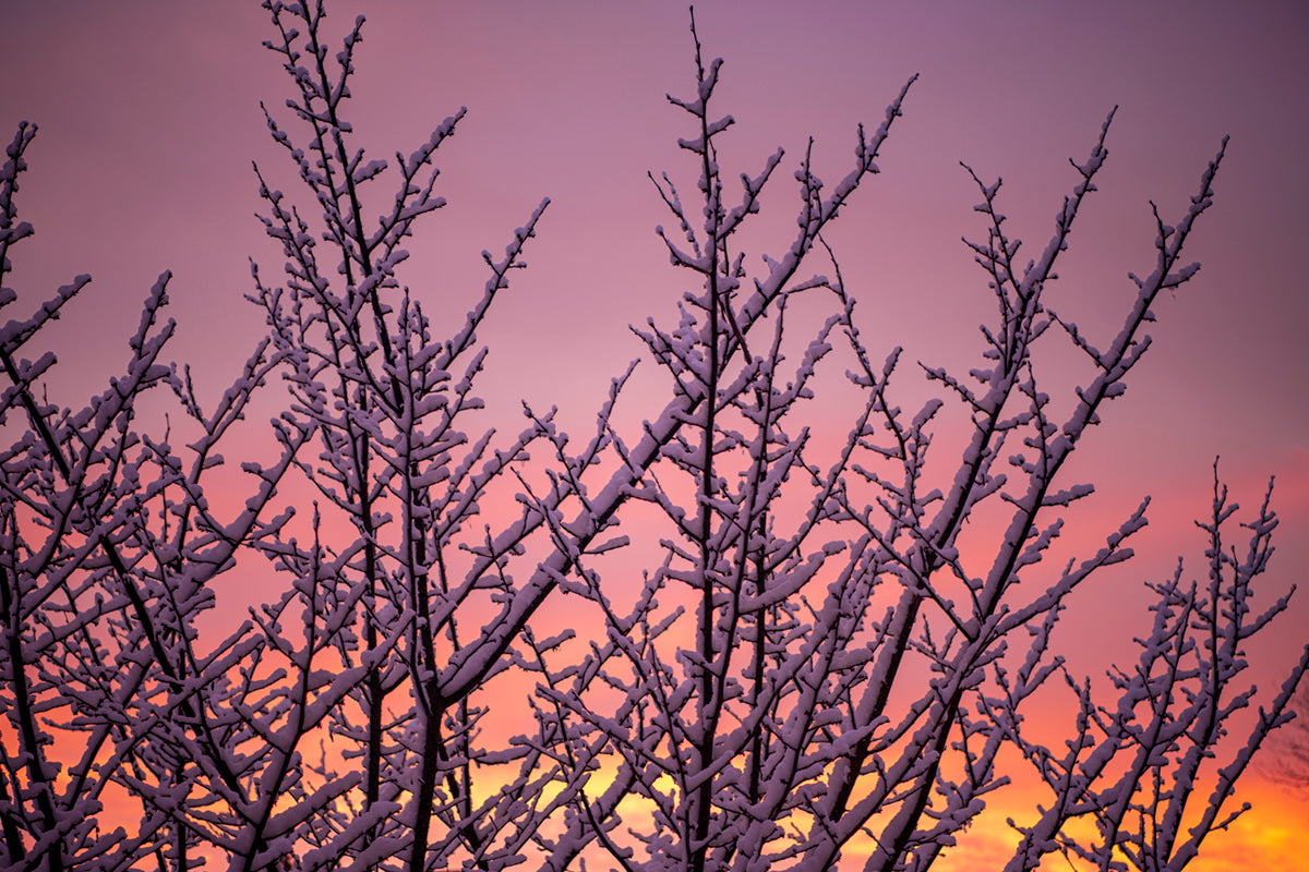 Snow Rise