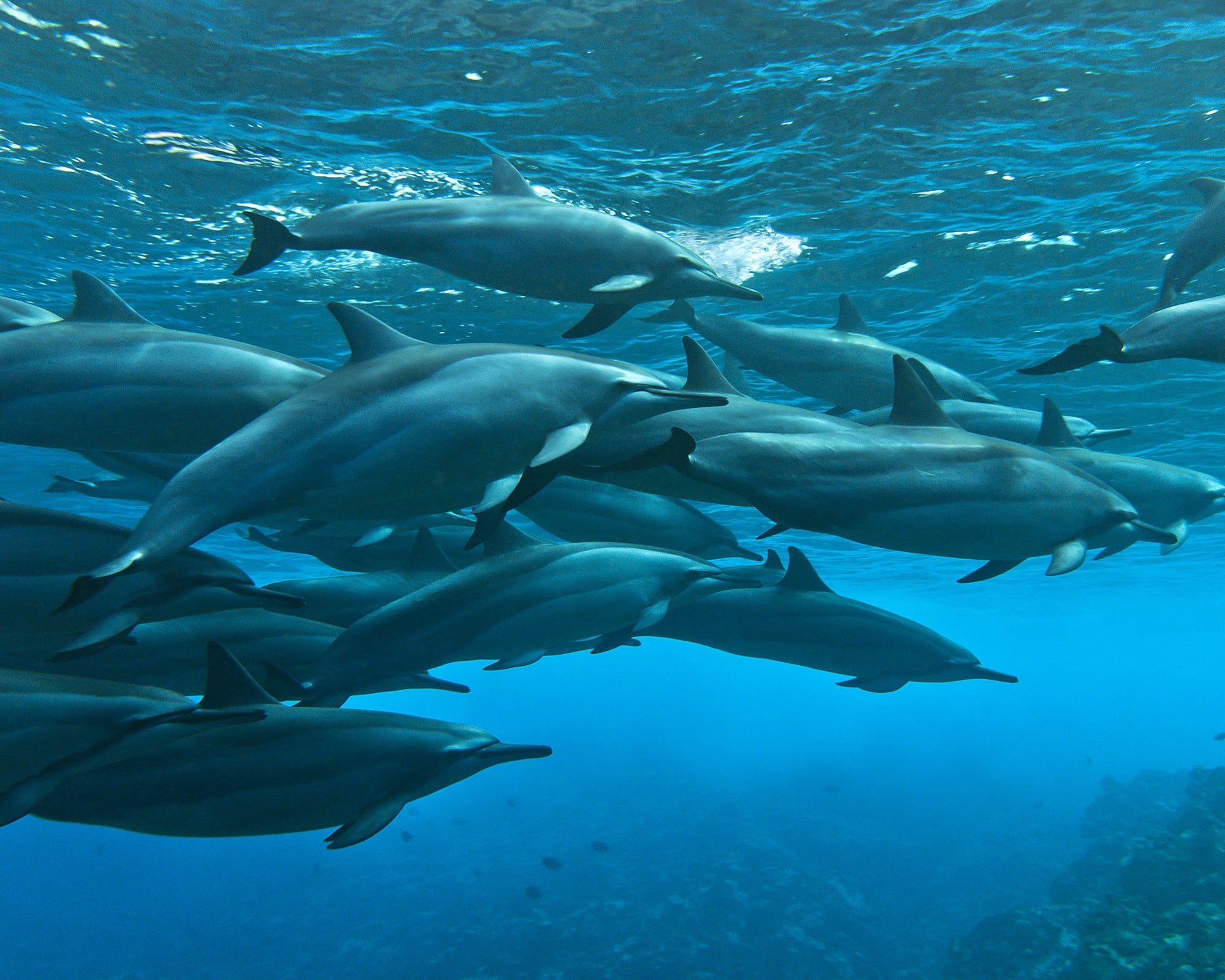 Spinner Dolphins