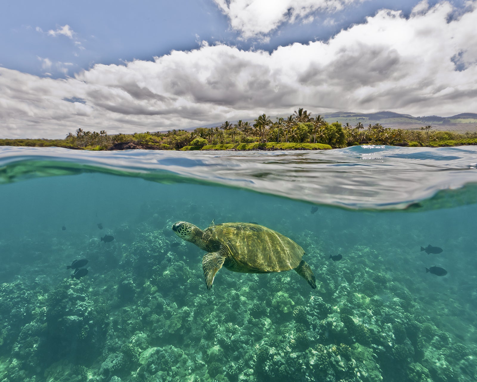 Swimming Under Paradise