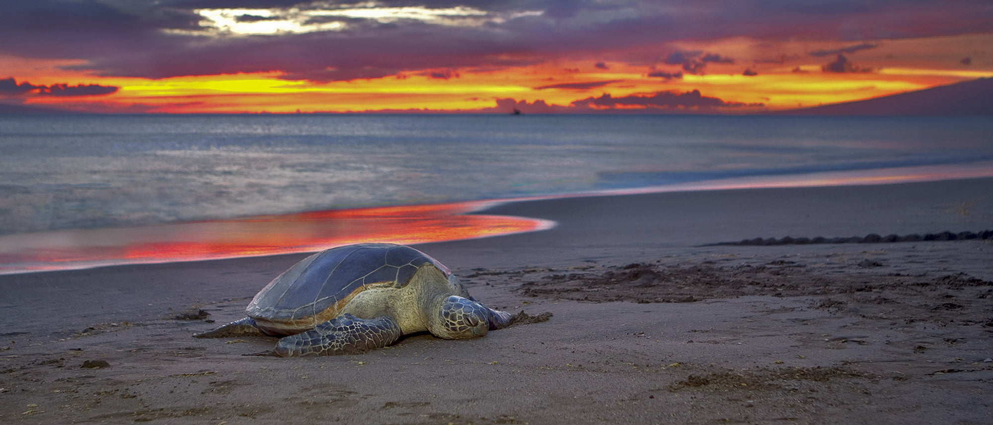 Turtle Vacation