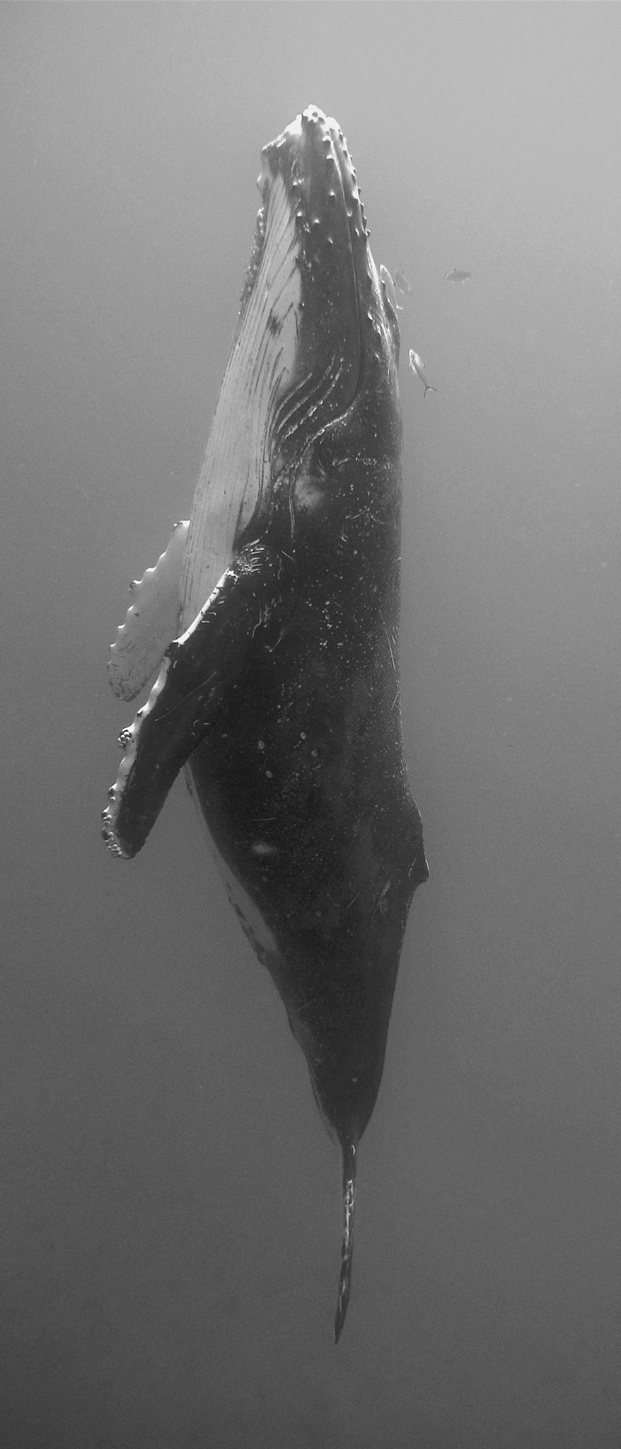 Whale Meditation