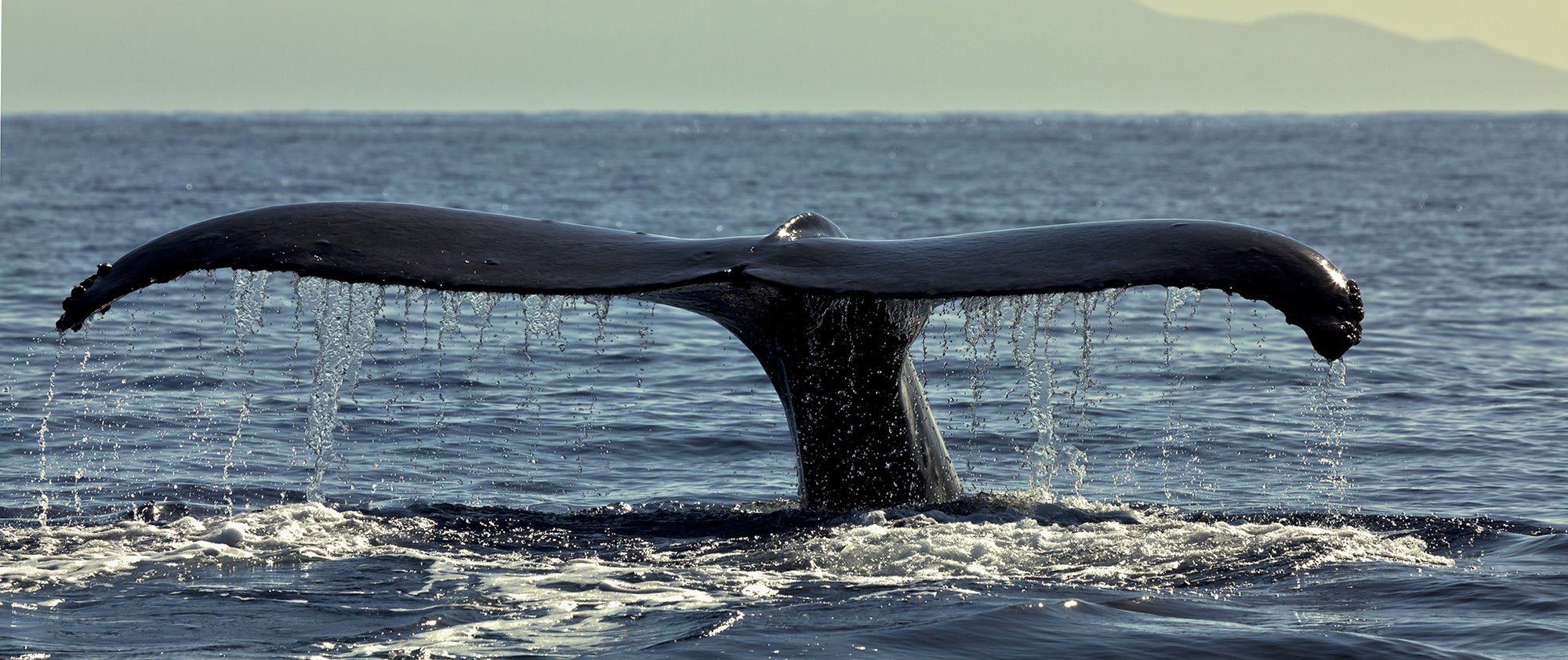 Whale Tail