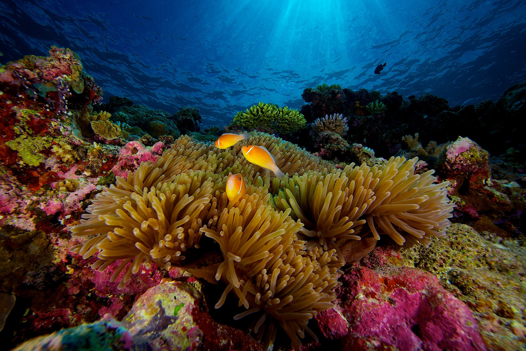 Palau 2022 - December 11th-18th